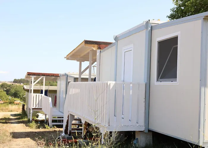 Purple & Violet تساريفو